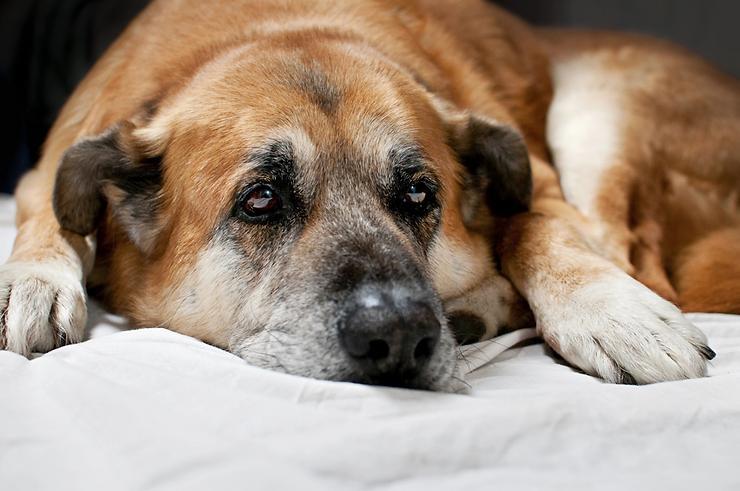 Senior Pet Care: Ensuring a Happy and Healthy Life for Your Aging Pet