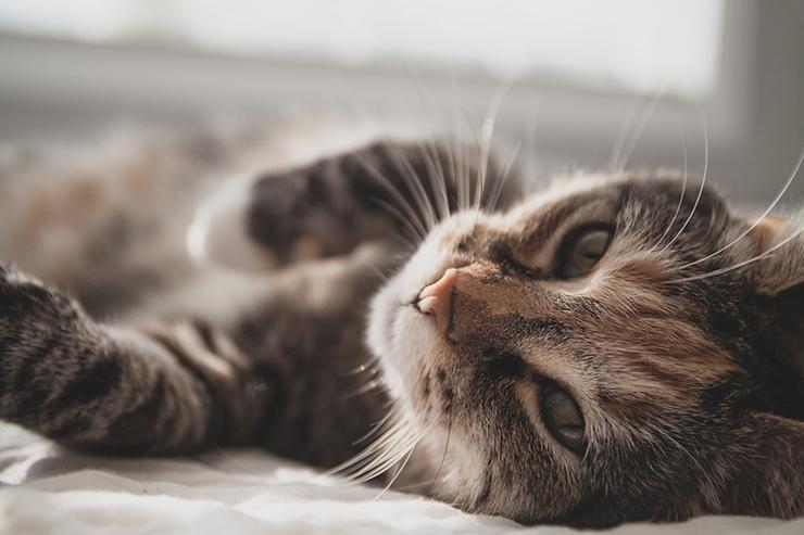 Common Cat Skin Problems and What to Do About Them
