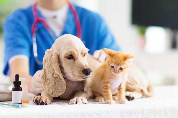 Signs You Need to Take Your Pet to a Pet Hospital